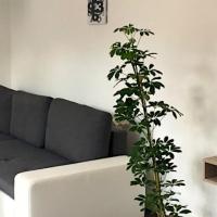 Rozmaring Apartman Pécs